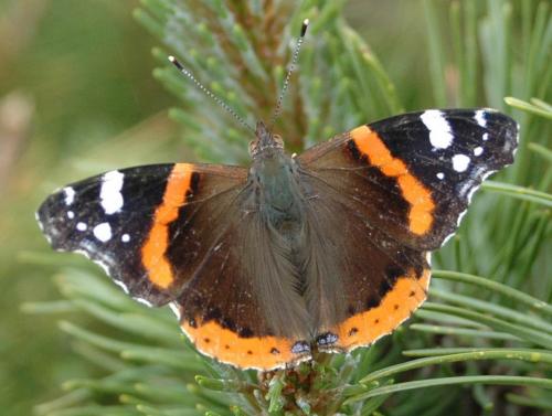 Réf. 215 420 : Vanessa atalanta